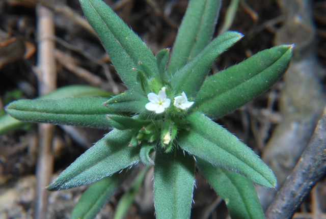 Buglossoides arvensis